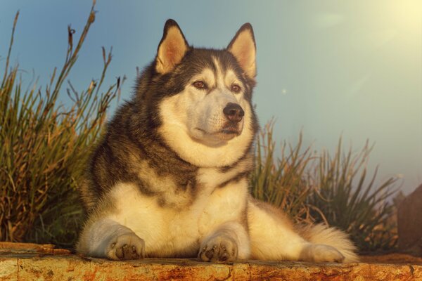 Husky dog in nature on the background of grass and sky