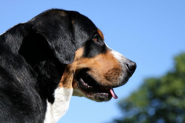 El guapo Berner zennenhund. Perro pastor