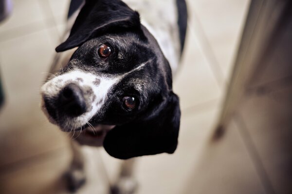 Lustiger Hund der Blick eines Hundes