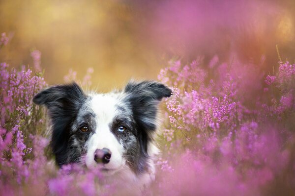 Hund mit verschiedenen Augen in rosa Wildblumen