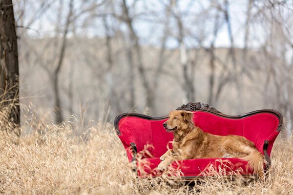 Golden Retriever yace en un hermoso Sofá en la naturaleza