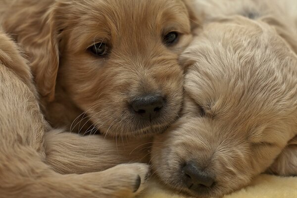 I cuccioli abbracciati dormono comodamente