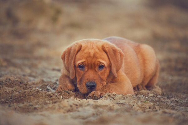 Labrador Retriever Welpe in Gedanken