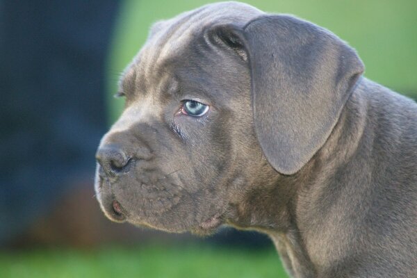 Cachorro Cane-Corso ahumado con ojos azules