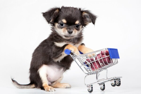 Chiot sur fond blanc avec chariot