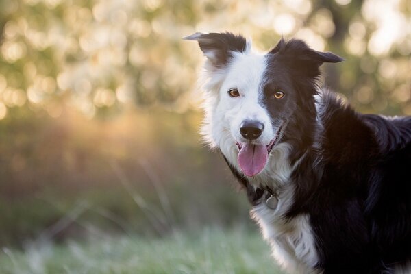 Portare a spasso il cane al mattino