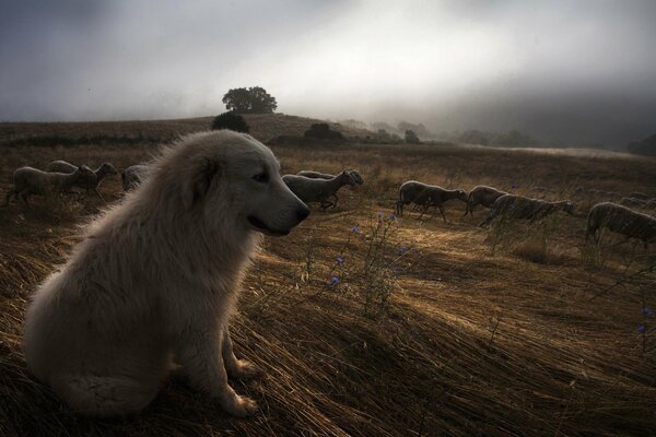 Dog and sheep at night