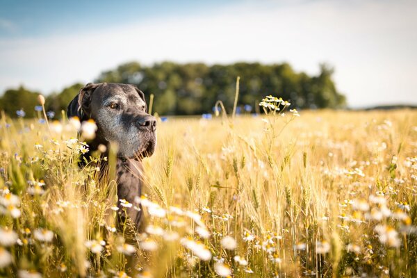 Ein ruhiger Hund sitzt im Feld