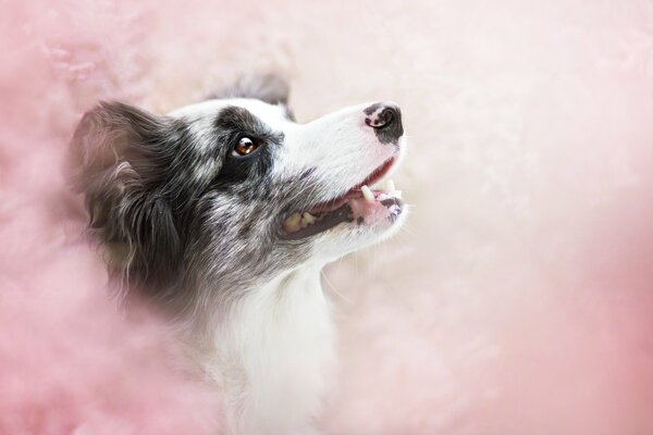 Der Kopf eines Hundes im rosa Nebel