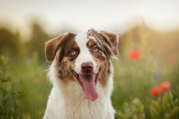 Ein süßer Hundeblick und eine ausgestreckte Zunge