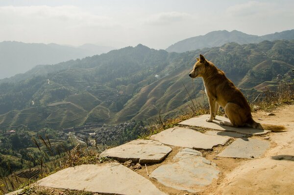 Foto panoramica, cane seduto e guardando le montagne