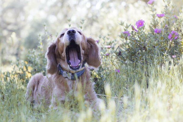 Perro bosteza en la naturaleza en colores