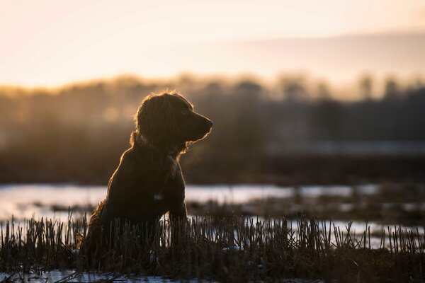 Hund Freund schaut in die Ferne