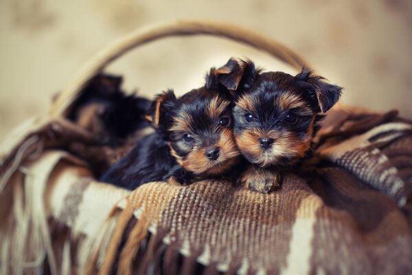 Little puppies on a blanket in a basket