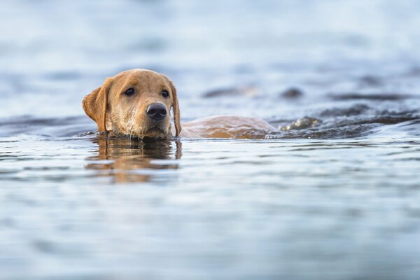 A dog with kind eyes swims in the river