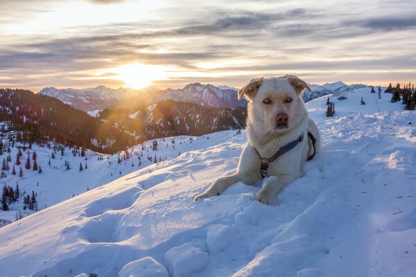 Chien sur le fond d un beau paysage de montagnes