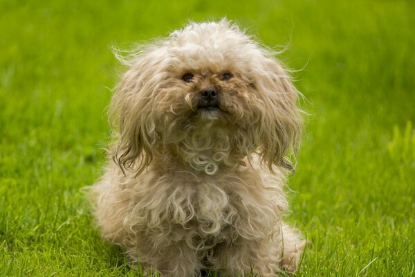 Mignon toutou chien sur l herbe