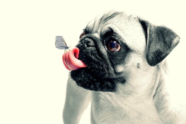 A butterfly on the pug s tongue. The puppy is surprised