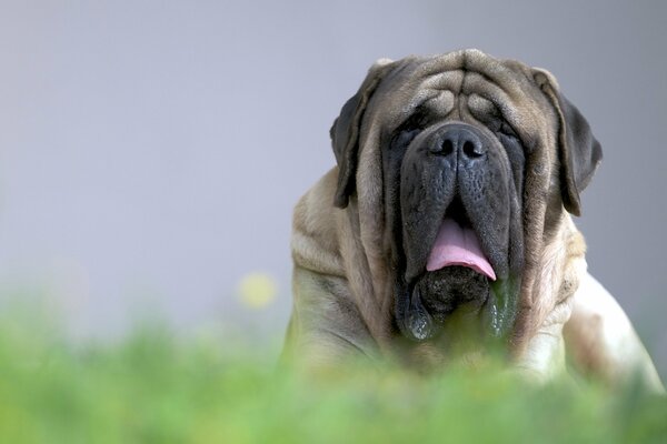 Il mastino inglese giace sull erba con la bocca aperta