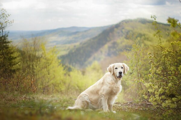 White dog on the background of nature