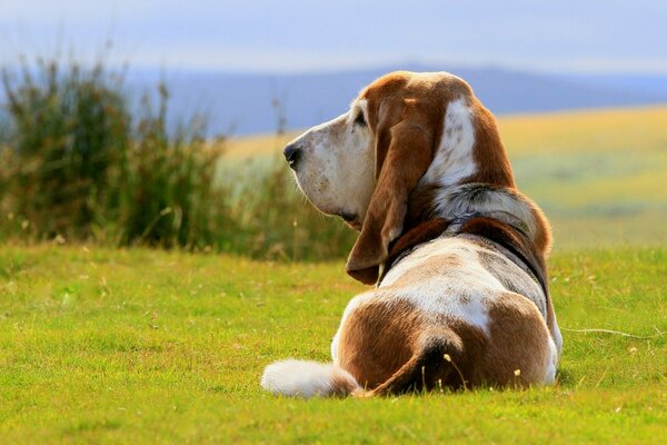 Perro Basset Akhundov en la hierba