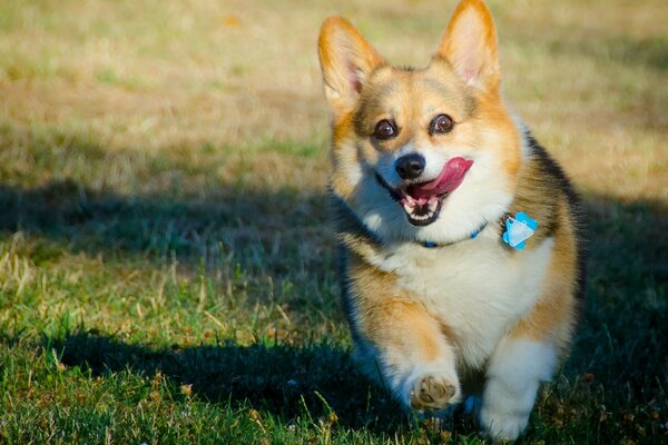 Perro de raza Welsh Corgi corriendo