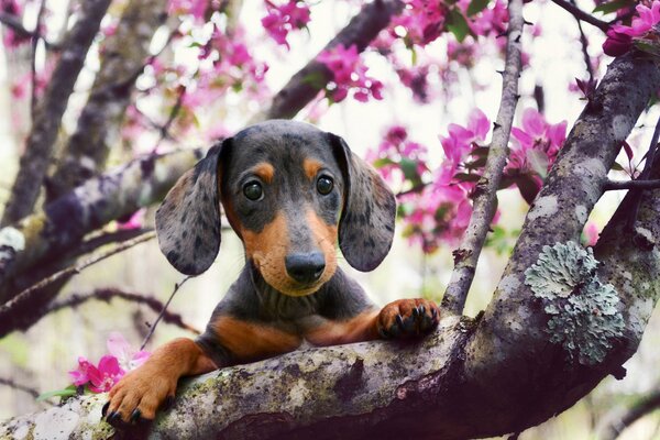 A dog on a branch of a sakura tree