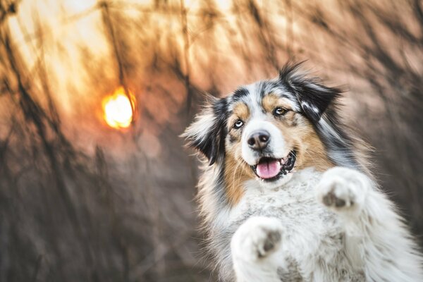 Chien moelleux sur fond de soleil couchant