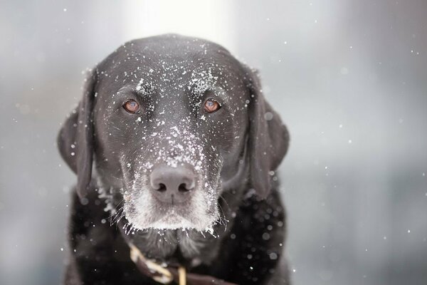 A dog in snow-white snowflakes. A devoted look