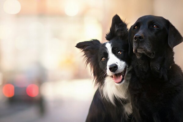 Hundefreunde auf der Straße der Stadt