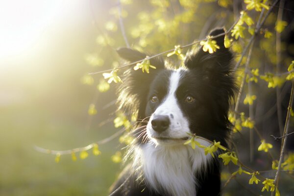 Hermoso perro y el sol