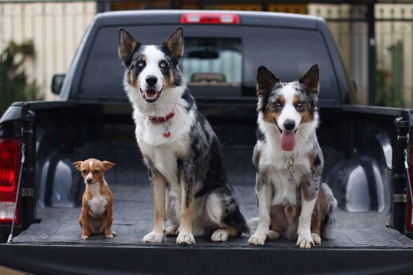 Tres perros en el Maletero de una camioneta