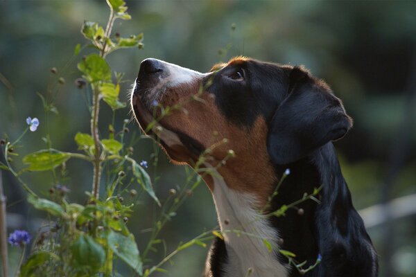 Großer Schweizer Sennenhund in der Natur