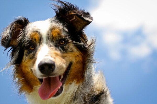 Un perro mirando al fondo del cielo