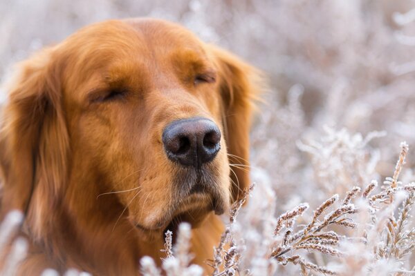 Grand beau chien pensif en hiver à l extérieur