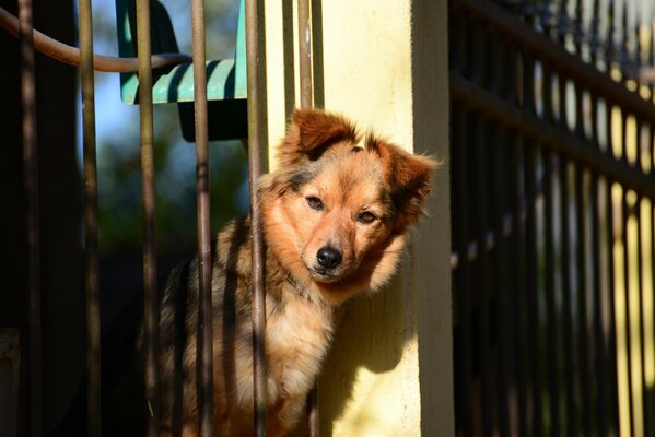 The dog looks over the fence