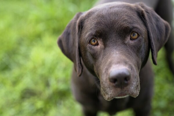 Hund Blick Freund Blick