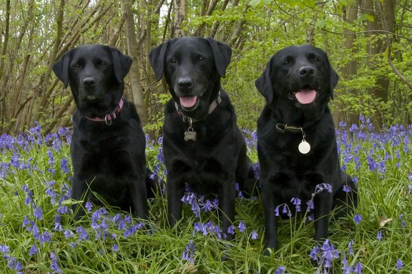 Labrador retrievers on a walk in the woods