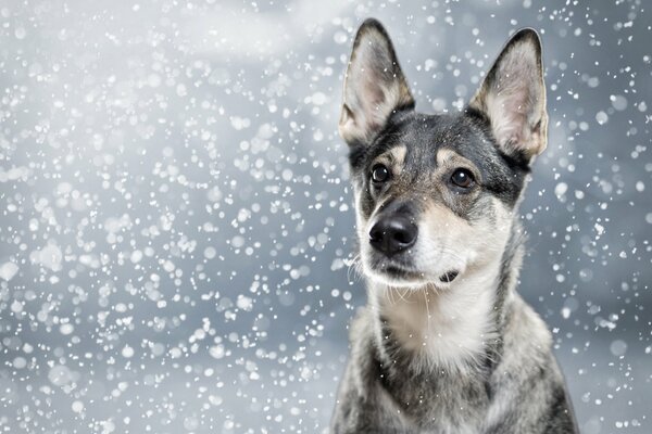 Nariz mojada en la nieve en un cachorro gris