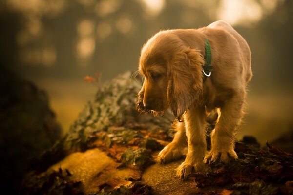 Le regard d un chien est celui d un ami