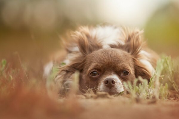 Cute dog look in summer