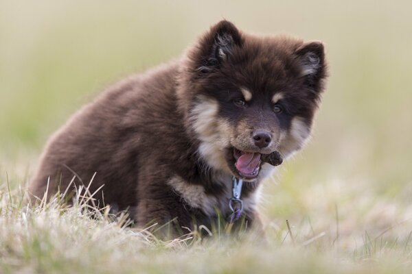 Fluffy puppy on the withered grass