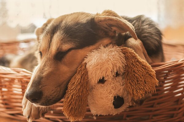 Perro con juguete de peluche en una cesta de mimbre