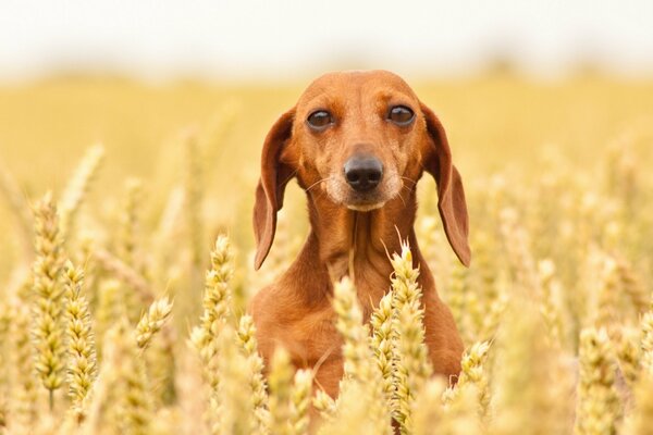 Netter Hund im Weizenfeld. Bester Freund