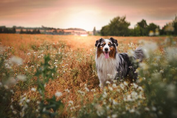 Chien dans la nature en été