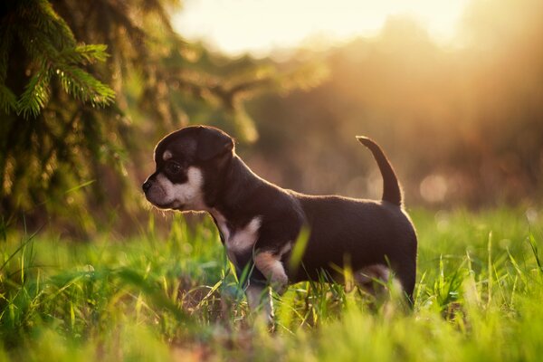 Hund auf dem Rasen im Sonnenlicht