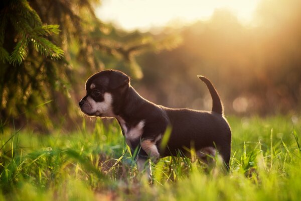 Dog on the grass in the sunlight