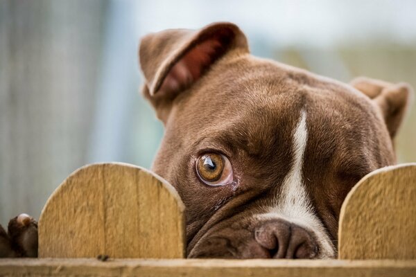 A dog looking suspiciously out from behind a fence