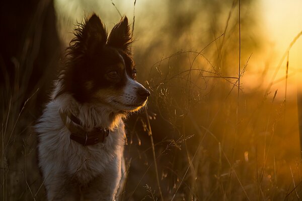 Hund im Feld bei Sonnenuntergang Hintergrund