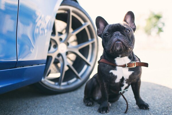 Chien près de la roue de la voiture bleue